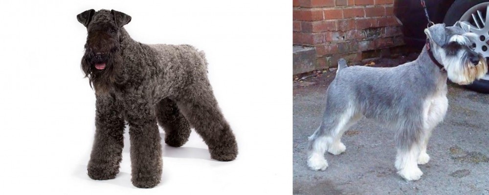 Miniature Schnauzer vs Kerry Blue Terrier - Breed Comparison