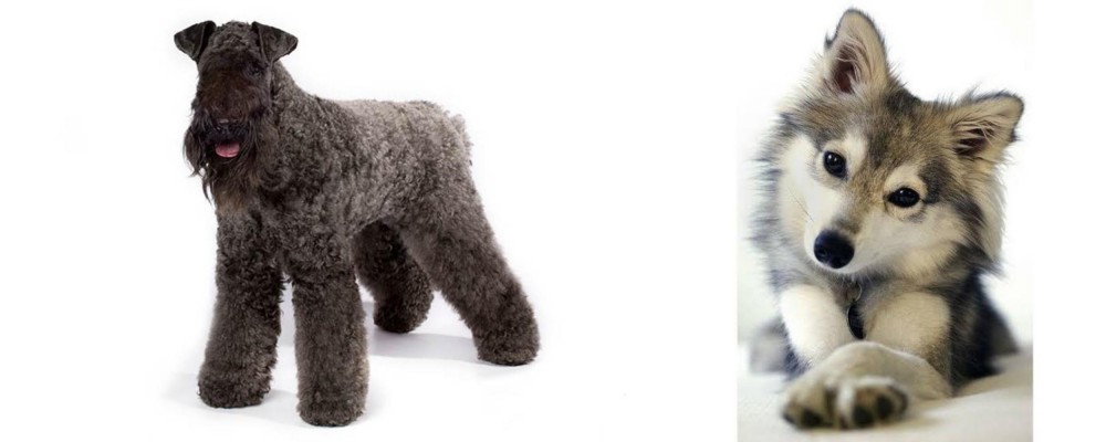 Miniature Siberian Husky vs Kerry Blue Terrier - Breed Comparison