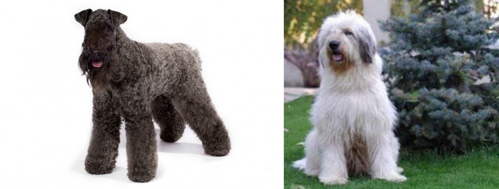 Mioritic Sheepdog vs Kerry Blue Terrier - Breed Comparison