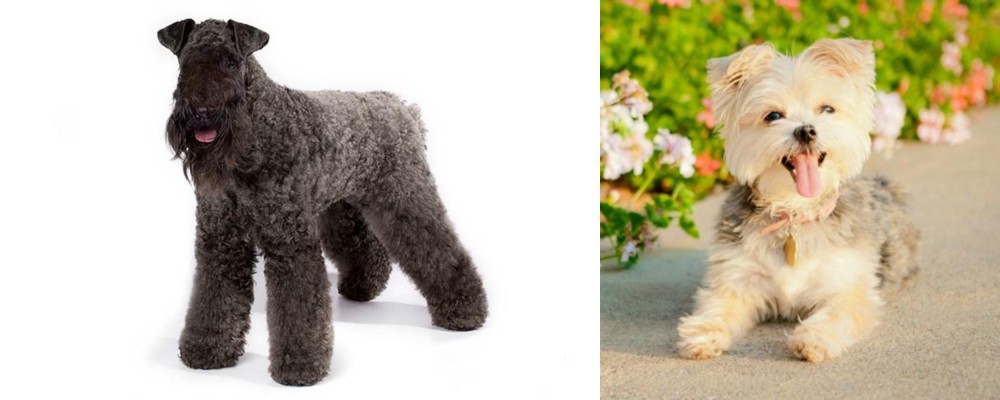Morkie vs Kerry Blue Terrier - Breed Comparison