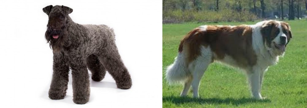 Moscow Watchdog vs Kerry Blue Terrier - Breed Comparison
