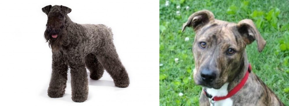 Mountain Cur vs Kerry Blue Terrier - Breed Comparison