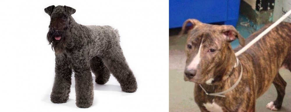 Mountain View Cur vs Kerry Blue Terrier - Breed Comparison