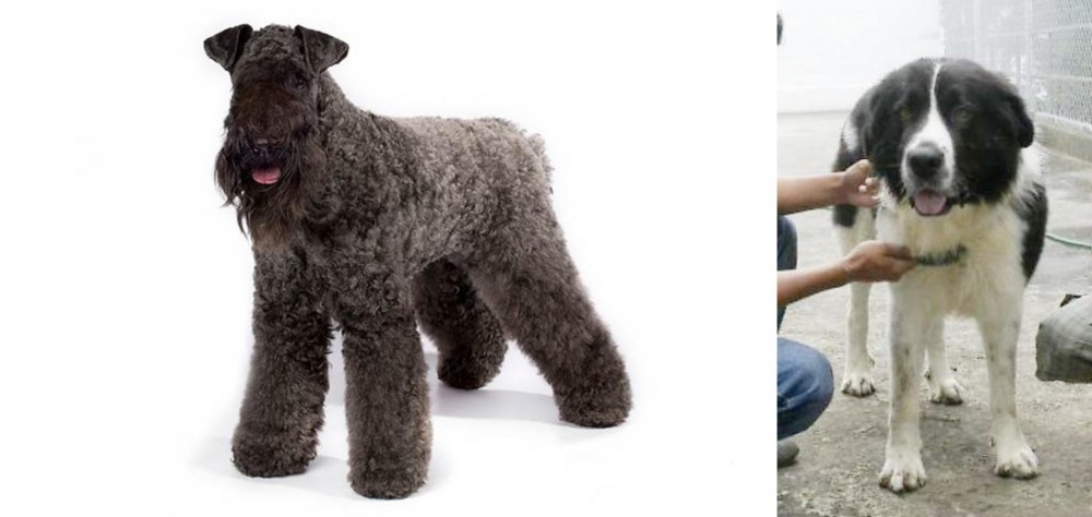 Mucuchies vs Kerry Blue Terrier - Breed Comparison