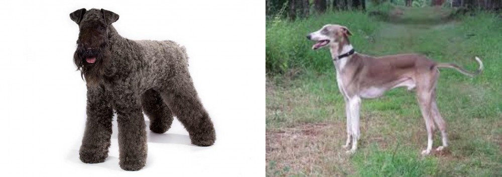 Mudhol Hound vs Kerry Blue Terrier - Breed Comparison