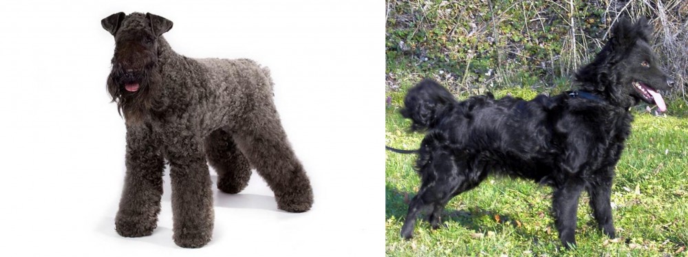 Mudi vs Kerry Blue Terrier - Breed Comparison