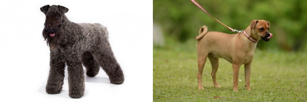 Muggin vs Kerry Blue Terrier - Breed Comparison
