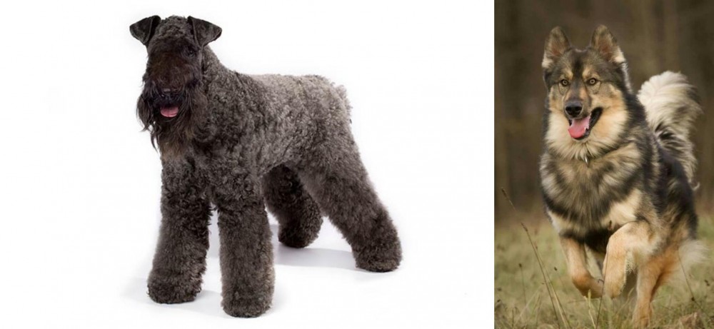 Native American Indian Dog vs Kerry Blue Terrier - Breed Comparison