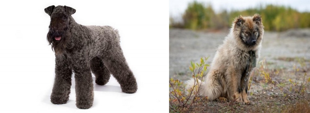 Nenets Herding Laika vs Kerry Blue Terrier - Breed Comparison
