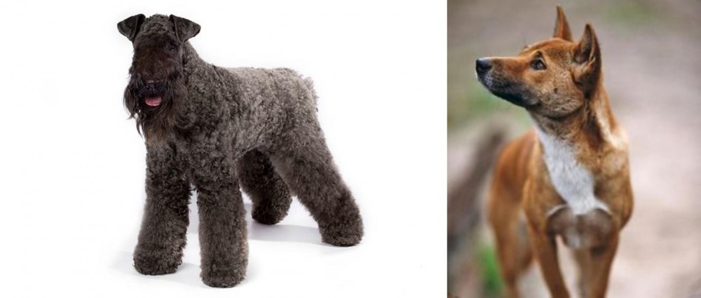 New Guinea Singing Dog vs Kerry Blue Terrier - Breed Comparison