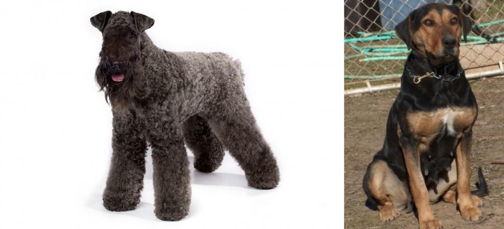 New Zealand Huntaway vs Kerry Blue Terrier - Breed Comparison