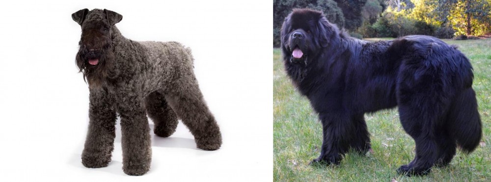 Newfoundland Dog vs Kerry Blue Terrier - Breed Comparison