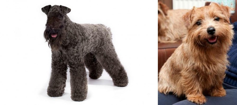 Norfolk Terrier vs Kerry Blue Terrier - Breed Comparison