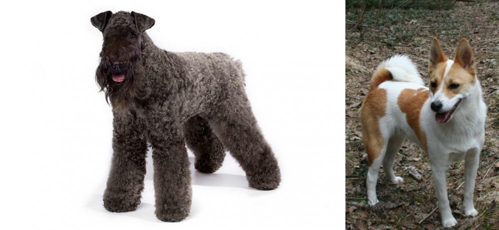 Norrbottenspets vs Kerry Blue Terrier - Breed Comparison