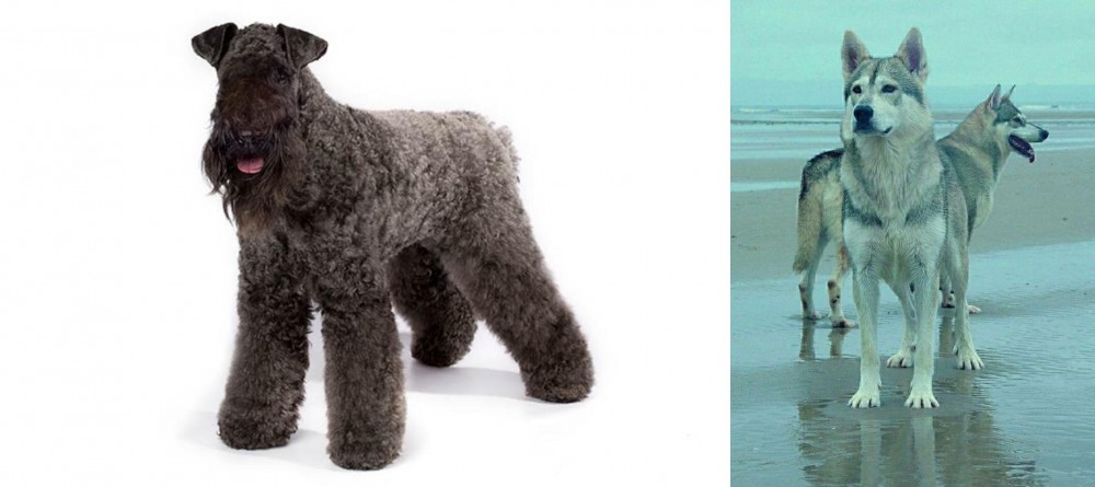 Northern Inuit Dog vs Kerry Blue Terrier - Breed Comparison