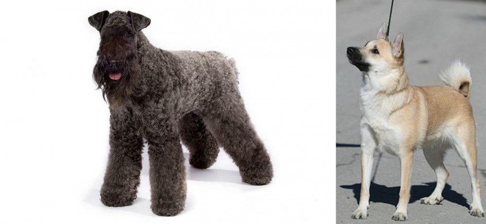 Norwegian Buhund vs Kerry Blue Terrier - Breed Comparison