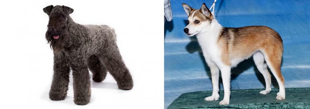 Norwegian Lundehund vs Kerry Blue Terrier - Breed Comparison