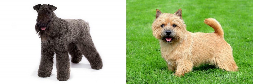 Norwich Terrier vs Kerry Blue Terrier - Breed Comparison