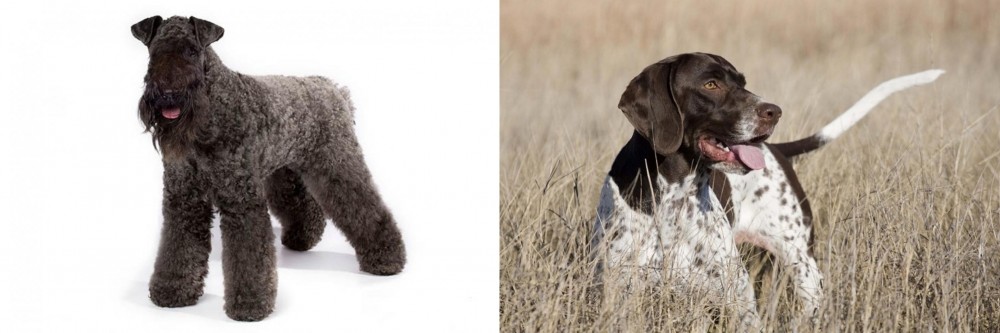 Old Danish Pointer vs Kerry Blue Terrier - Breed Comparison