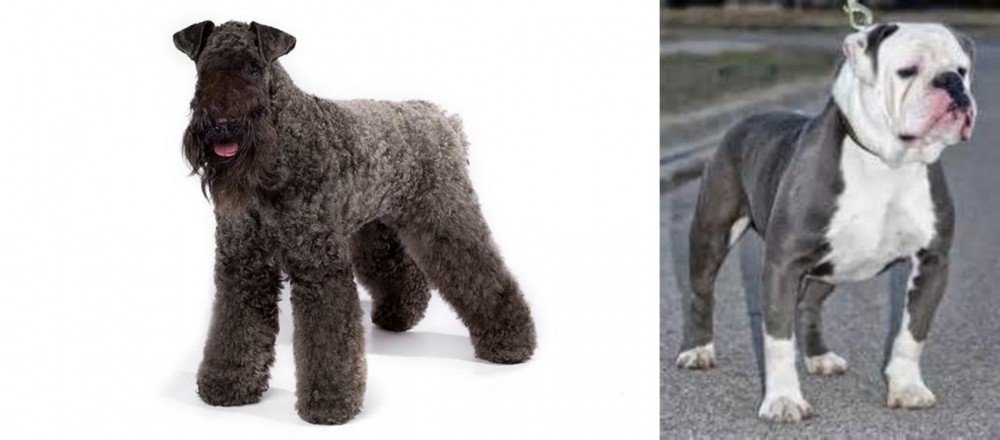 Old English Bulldog vs Kerry Blue Terrier - Breed Comparison
