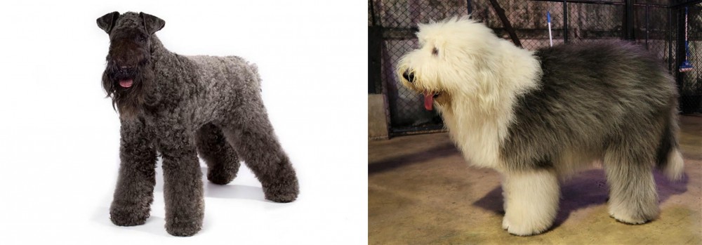 Old English Sheepdog vs Kerry Blue Terrier - Breed Comparison