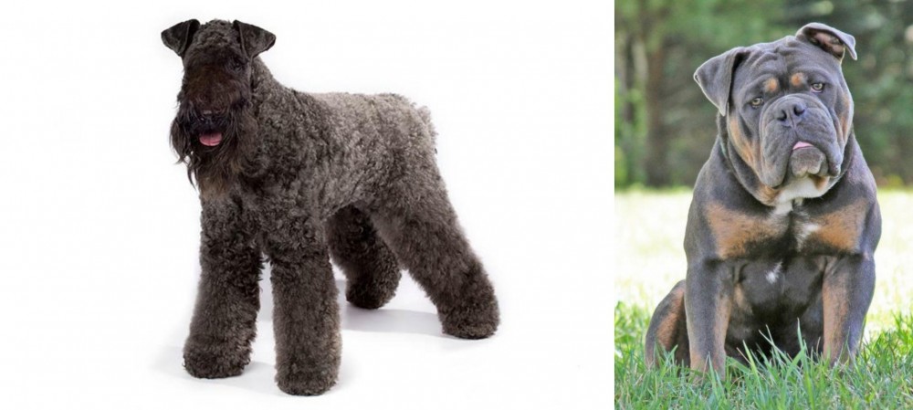 Olde English Bulldogge vs Kerry Blue Terrier - Breed Comparison