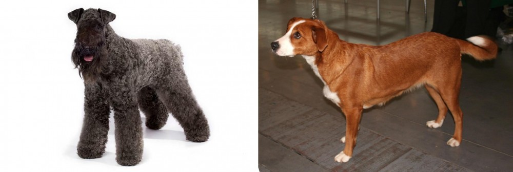 Osterreichischer Kurzhaariger Pinscher vs Kerry Blue Terrier - Breed Comparison