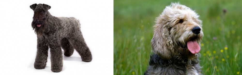 Otterhound vs Kerry Blue Terrier - Breed Comparison