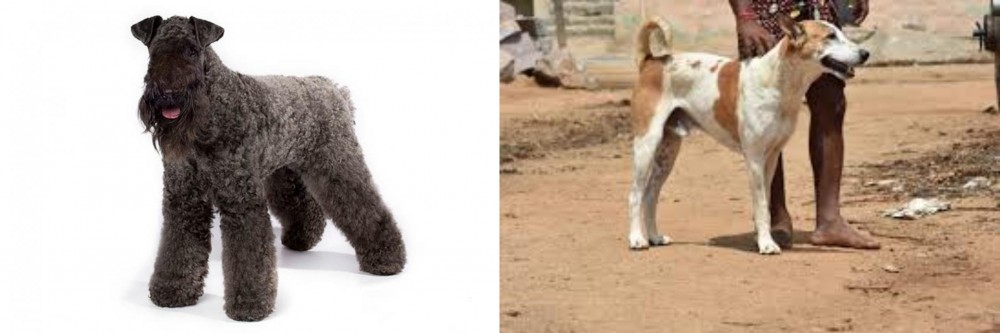 Pandikona vs Kerry Blue Terrier - Breed Comparison