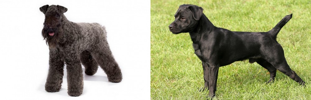 Patterdale Terrier vs Kerry Blue Terrier - Breed Comparison