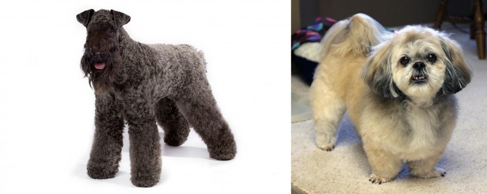 PekePoo vs Kerry Blue Terrier - Breed Comparison