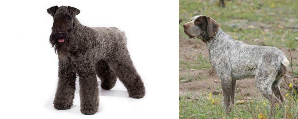Perdiguero de Burgos vs Kerry Blue Terrier - Breed Comparison