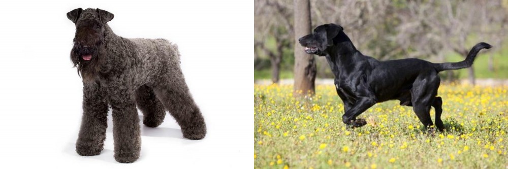Perro de Pastor Mallorquin vs Kerry Blue Terrier - Breed Comparison