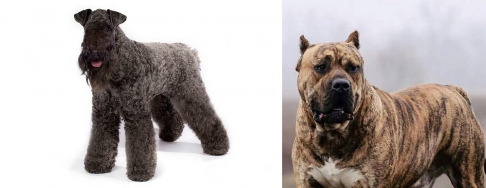 Perro de Presa Canario vs Kerry Blue Terrier - Breed Comparison