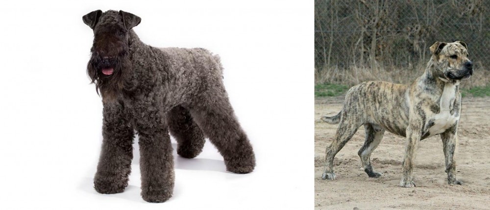 Perro de Presa Mallorquin vs Kerry Blue Terrier - Breed Comparison