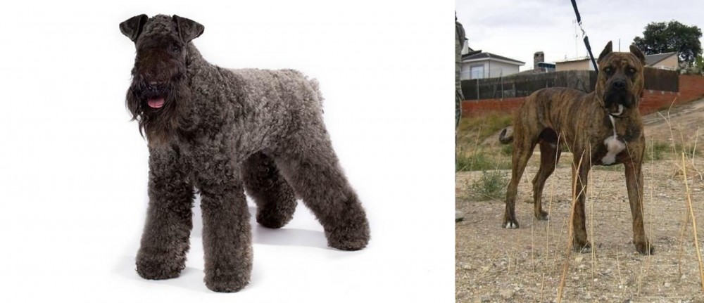 Perro de Toro vs Kerry Blue Terrier - Breed Comparison