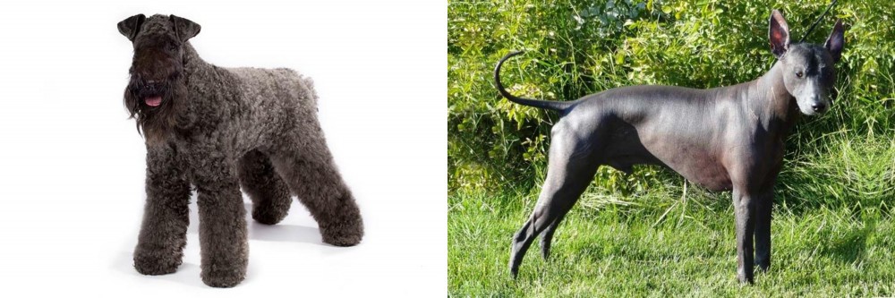 Peruvian Hairless vs Kerry Blue Terrier - Breed Comparison