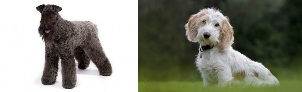 Petit Basset Griffon Vendeen vs Kerry Blue Terrier - Breed Comparison