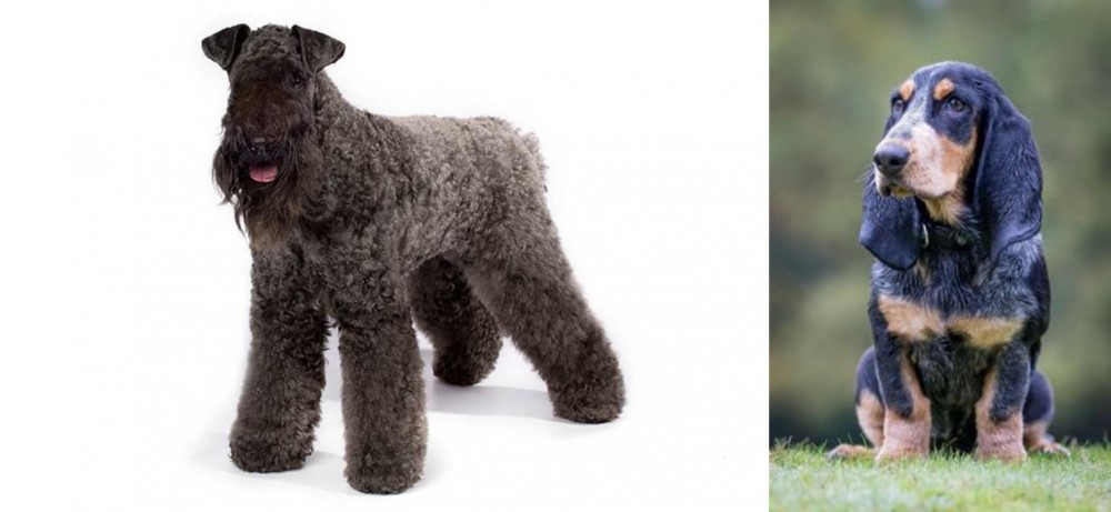 Petit Bleu de Gascogne vs Kerry Blue Terrier - Breed Comparison