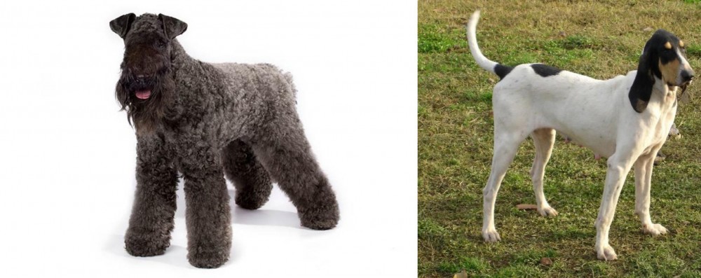 Petit Gascon Saintongeois vs Kerry Blue Terrier - Breed Comparison