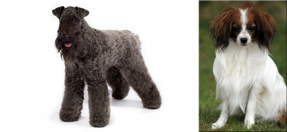 Phalene vs Kerry Blue Terrier - Breed Comparison