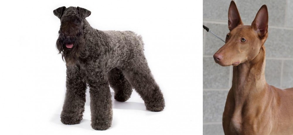 Pharaoh Hound vs Kerry Blue Terrier - Breed Comparison