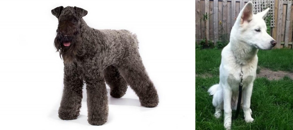 Phung San vs Kerry Blue Terrier - Breed Comparison