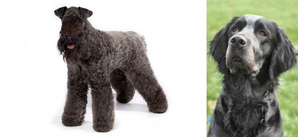 Picardy Spaniel vs Kerry Blue Terrier - Breed Comparison