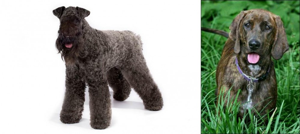 Plott Hound vs Kerry Blue Terrier - Breed Comparison