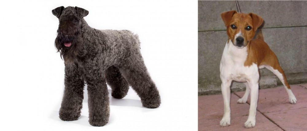 Plummer Terrier vs Kerry Blue Terrier - Breed Comparison