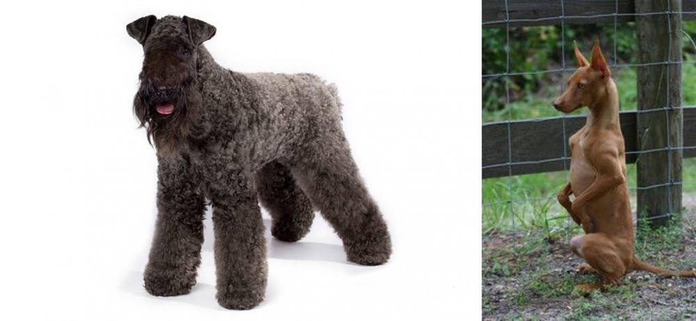 Podenco Andaluz vs Kerry Blue Terrier - Breed Comparison