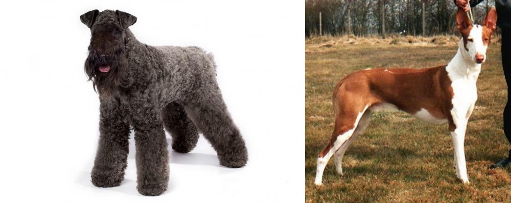 Podenco Canario vs Kerry Blue Terrier - Breed Comparison