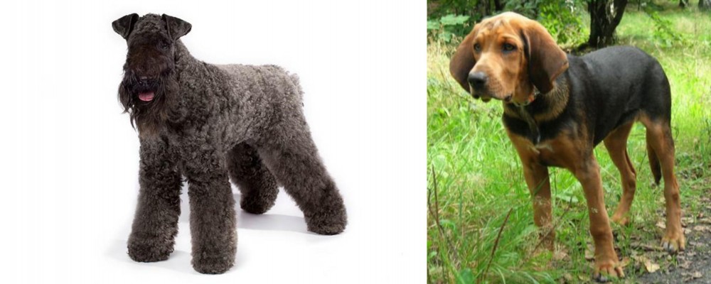 Polish Hound vs Kerry Blue Terrier - Breed Comparison