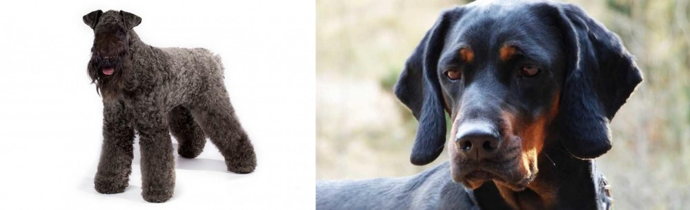Polish Hunting Dog vs Kerry Blue Terrier - Breed Comparison